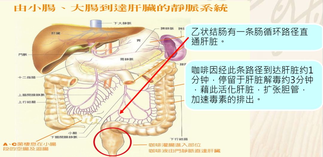 咖啡灌肠对肠道有害吗_咖啡灌肠的副作用_咖啡副灌肠作用大吗